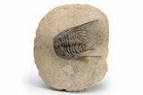 Spiny Leonaspis Trilobite - Foum Zguid, Morocco #226030-1